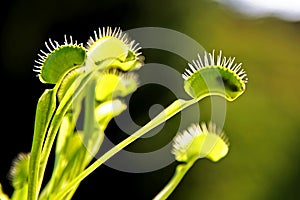 Fly eaten by a hungry venus fly trap plant