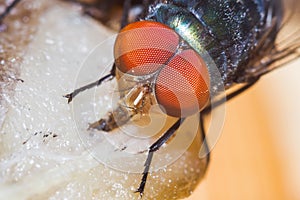 Fly eating dried fish