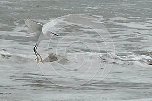 The fly of ecuadorian white heron on pacific ocean