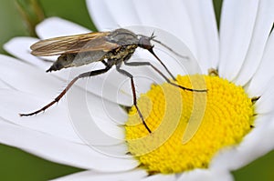 Fly Empis on daisy flower