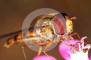 Fly Episyrphus balteatus
