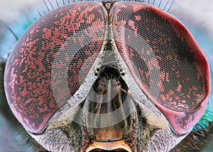 Fly extreme closeup of damaged compound eye