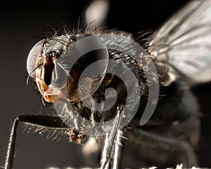 Fly extreme macro