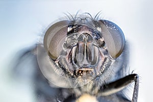 Fly eye closeup