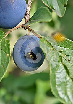 A fly feasts a plum