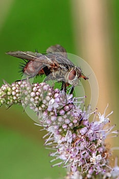 fly feeding on flower