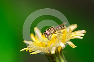 Fly feeding on nectar from Dandelion flower