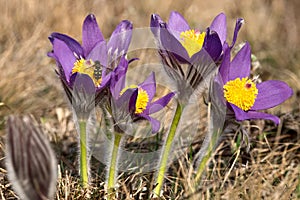 Fly on first spring flowers