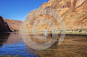 Fly Fisherman and Dog wading Colorado river near Lees Ferry AZ