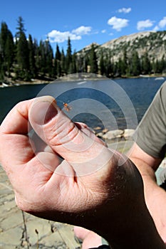 Fly fisherman by lake