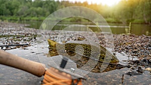 A fly fisherman's freshly caught rainbow trout, stones of a mountain river, a fishing rod and sunset.