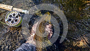 A fly fisherman's hand releases brook trout caught while fishing on a mountain river into the river.
