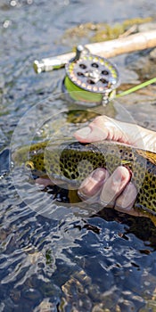 A fly fisherman& x27;s hand releases brook trout caught while fishing on a mountain river into the river. Vertical format.