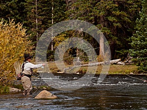 Fly Fisherman