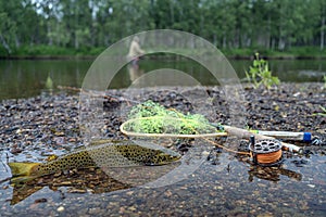 A fly fishermans freshly caught rainbow trout, stones of a mountain river, a fishing rod and landing net.