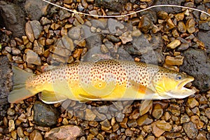 Fly Fishing, Beautiful Brown Trout photo