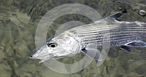 Fly fishing for bonefish