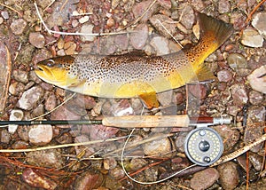 Fly fishing - Fish, rod and reel