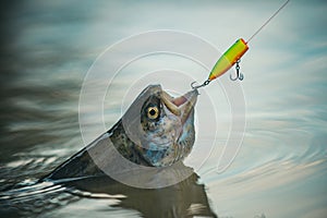 Fly fishing. Fishing - relaxing and enjoying hobby. Steelhead rainbow trout. Still water trout fishing. Catches a fish.