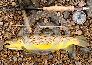 Fly Fishing, Fly Rod, Reel and Large Brown Trout