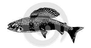 Fly fishing grayling fish illustration photo