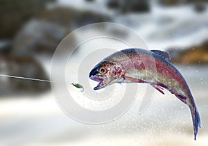 Fly Fishing a Jumping Rainbow Trout