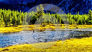 Fly fishing in the Madison River as it flows through the western most part of Yellowstone National Park