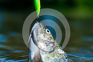 Fly fishing - method for catching trout. Rainbow trout on a hook. Fish on the hook. Fly fishing for trout. River