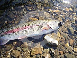 Rainbow Trout Alaska