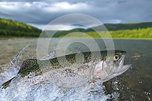 Fly fishing. Rainbow trout fish jumping for catching synthetic insect with splashing in water