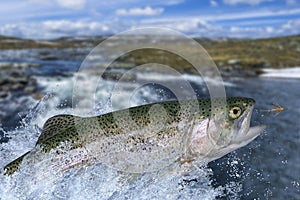 Fly fishing. Rainbow trout fish jumping for catching synthetic insect with splashing in water