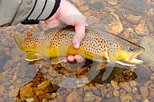 Fly Fishing, Releasing Beautiful Brown Trout