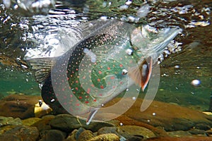 fly fishing on the RussianRiver, Alaska for dolly