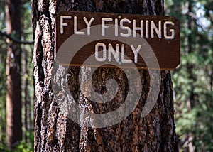 Fly Fishing Only sign on a pine tree
