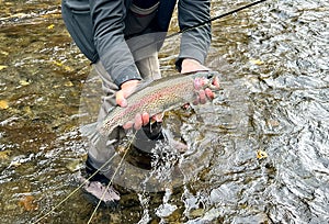 fly fishing on theRussian River, Alaska for rainbow