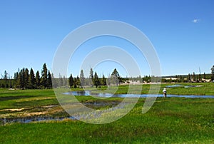 Fly Fishing In Yellowstone