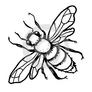 Fly. Flat outline image. vector illustration