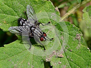Fly / Fliege - Makro /Macro
