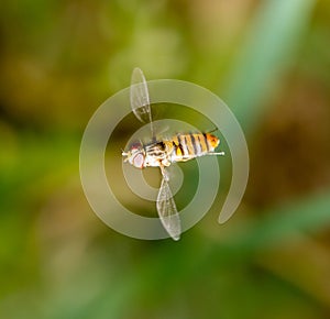 Fly in flight in nature. macro