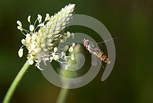 Fly in flight in nature. macro