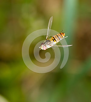 Fly in flight in nature. macro