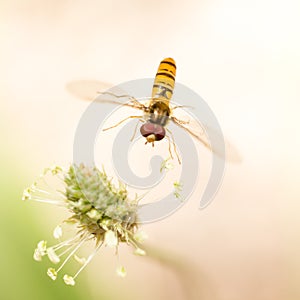 Fly in flight in nature. macro