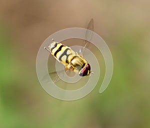 Fly in flight in nature. macro