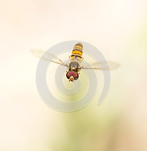 Fly in flight in nature. macro