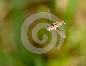 Fly in flight in nature. macro