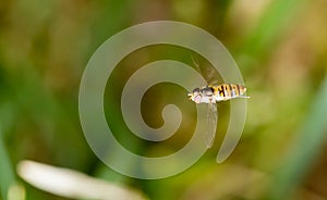 Fly in flight in nature. macro