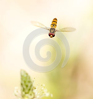 Fly in flight in nature. macro