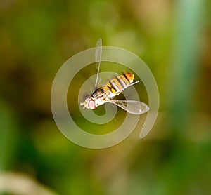 Fly in flight in nature. macro