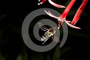 Fly in flight with Scarlet Gilia