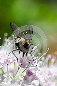 Fly and flower photo